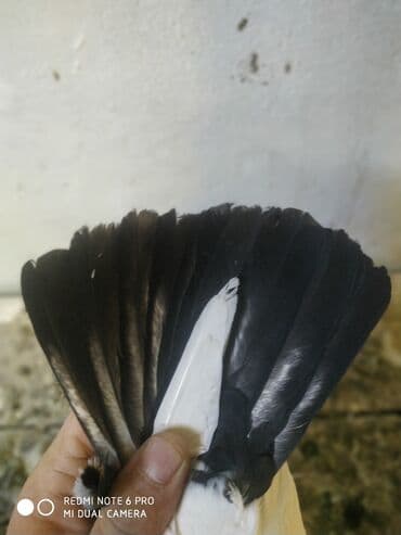 cuceye verilen adlar: Deste şəbeke maya tutulma sağlam bala verən — 4