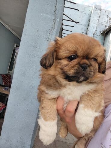 передержка собак баку: Pekines, 2 ay, Ödənişli çatdırılma — 7