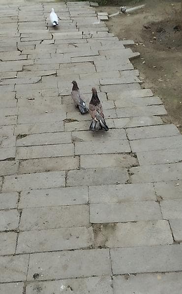 Salam aleykum qirmizi ebrewler enli quyrug cutduler yumurya qovurlar