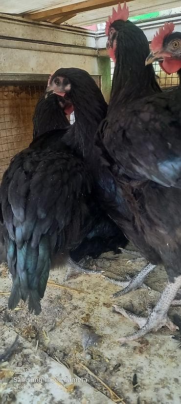 ucuz keci: Toyuq, Australorp, Damazlıq — 2