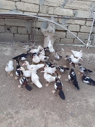 tutuquşu satışı: Təcili satılır real alıcıya endirim olunacaq 🥳🦆 — 1