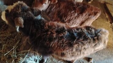 Dovşanlar: Məhsul:ana bala inək boğaz Təsvir: - Növ: Mal-qara, dana - Say: 1 baş — 3