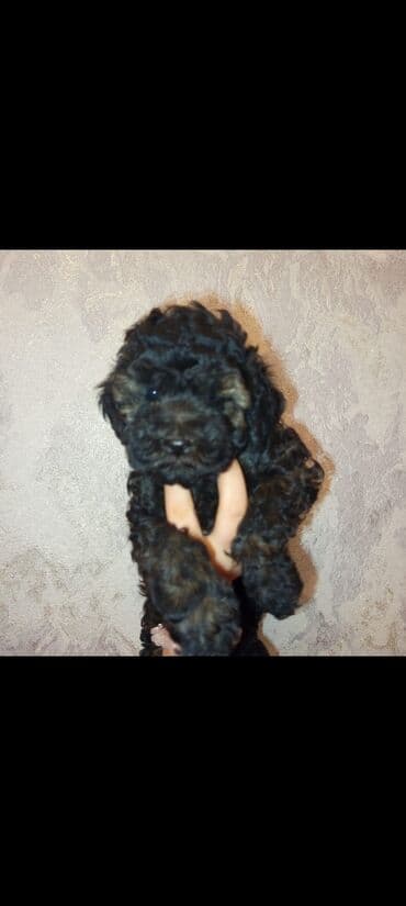 Pudel, 2 ay, Dişi, Ünvandan götürmə