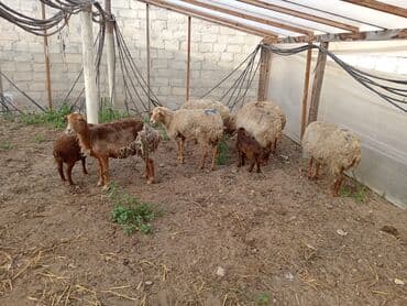 lal ördək balası satılır: Dişi, Qala, il: 1, 50 kq, Damazlıq, Ünvandan götürmə — 2