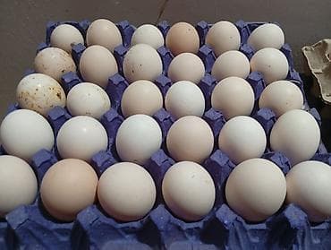 unitaz ve tulpan qiymetleri: Təbii mayali toyuq yumurtası SEREBRİST Sağlam toyuqlardan gündəlik — 1