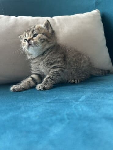 Птицы: Британская, Самовывоз — 8