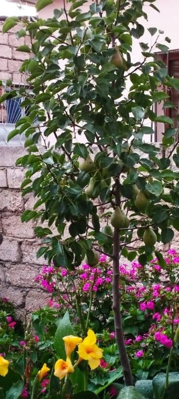 4 mkr kiraye evler 2020: Bakıxanov qəs. 3 otaqlı, 100 kv. m, Yeni təmirli — 13