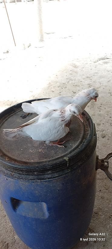 dekarativ quslar: Unvan Lənkəran. Sağlam,yaxşı uçuşları olan göyərçinlər.Bakıya — 2