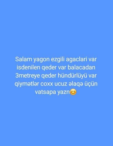 çöl divar rəngləri: Yagon (ezgili) ağacları satılır. İstənilən sayda mövcuddur: balacadan — 1