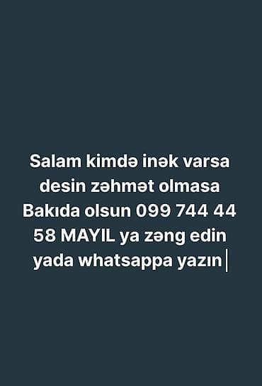 İnək axtarışı Bakı ərazisində inək tələb olunur. Məqsəd: satınalma