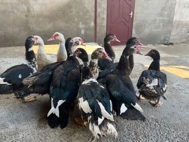 kayuqa ordək: Erkək, | Lal ördək, Ətlik, Ünvandan götürmə — 4