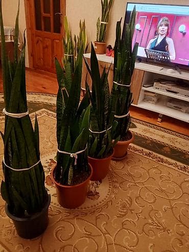 evkalipt bitkisi: Sansevieria (Qayın dili) otaq bitkiləri - Növ: Sansevieria — 1