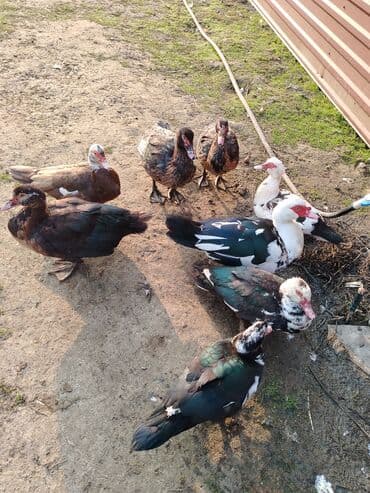 ordək adları: Salam. Elanı sona qədər oxuyun. 8 ədəd lal ördək satılır. Bir erkək — 3