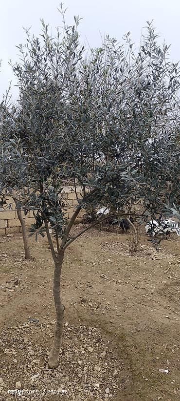 lipa agaci: Zeytun ağacları - Seçim: müxtəlif ölçü və yaşlarda zeytun ağacları - — 4