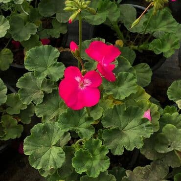 topdan gül satışı: Geran-ətirşah güllərinin topdan və pərakəndə satışı. Qiymət topdan — 5