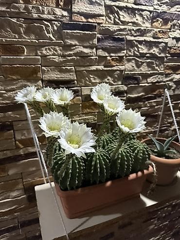 kol bitkiləri: Echinopsis (ağ çiçəkli kaktus) – dekorativ saksı bitkisi - Növ — 1
