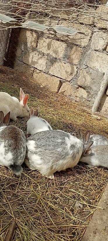 xasgi balası: Salam hərkəsə 1 qiyməti 7 manat ancaq balaları satılır Ev dovşanları – — 2