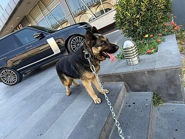 alman çoban: Alman çoban iti, 1 il, Dişi, Peyvəndli, Ünvandan götürmə — 1