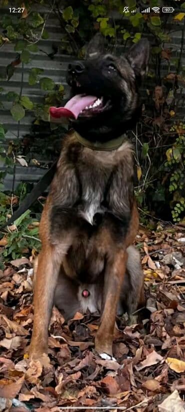 kanqal itlər: Belçika çoban iti, 1 il, Erkek, Peyvəndli — 2