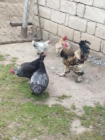 ag xoruz: Xoruz, Brama, il: 2, Ödənişli çatdırılma — 6