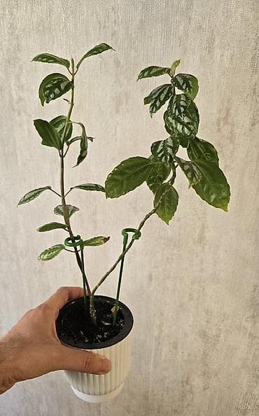 gulu: Pilea (Qarpız gülü) – dekorativ yarpaqlı otaq bitkisi keramzitdə 2 — 2