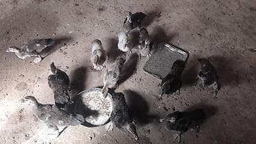mandarin ördək: 50gunluk balalardi 10denesi zumurdu macarda lavandada var icnde tek — 4
