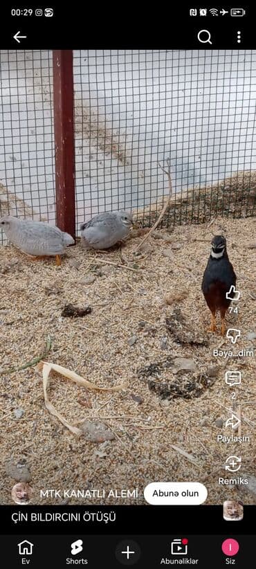 cuce qefes: Məhsul: Çin bildirçini (Coturnix chinensis – “Chinese painted quail” — 4