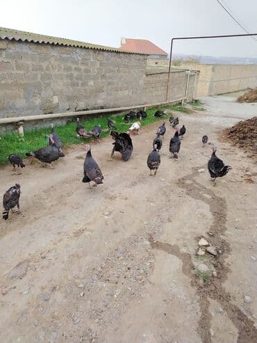 золотая шиншилла купить: Həm ətlik həm damazlıq 38 ədəd fərə hinduşka diri çəki 16 manat — 5