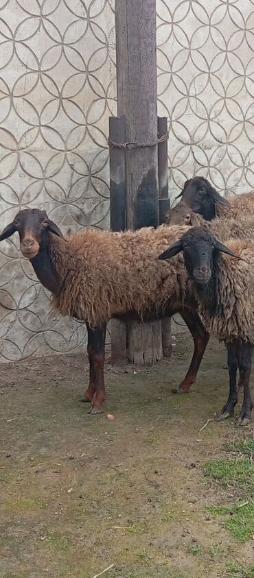 Inəklər, öküzlər: Salam ünvan Bakıin maştağa kendi obşi 5 baş cavan boğaz qoyunlar — 3