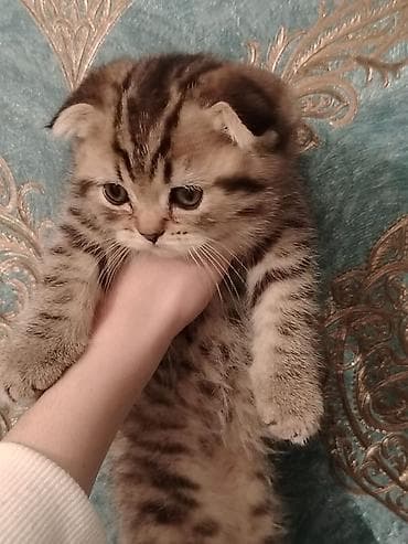 Şirin balaca pişik balaları Xüsusiyyətlər: - Yaş: təxminən balaca