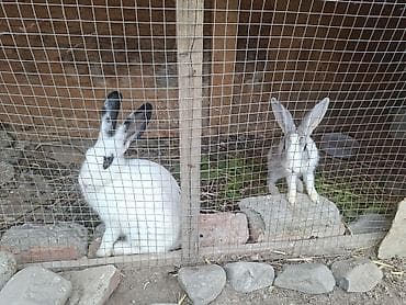 ev dovsani: 1 Erkey 1 Dişidi — 2