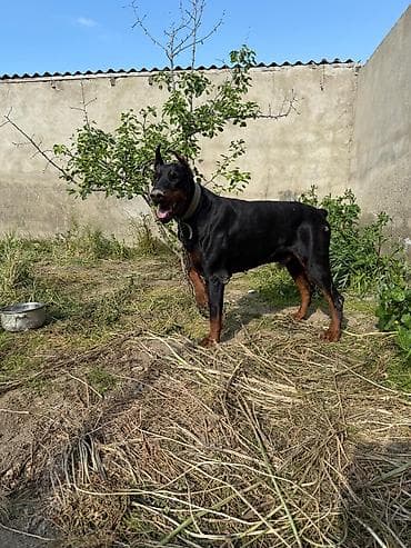heyet iti: Doberman, Erkek, Ünvandan götürmə — 1