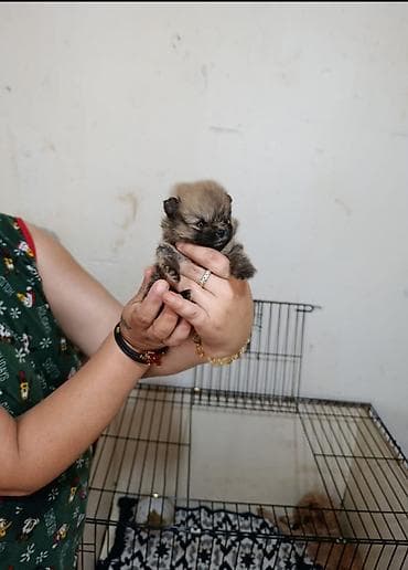 basenc itleri: Şpitz, 1 ay, Dişi — 1