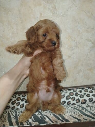 где можно купить собаку мальтипу: Mini və mikro maltepoo cinsli balalar rəngləri 2 qırmızı(red) 1 — 8