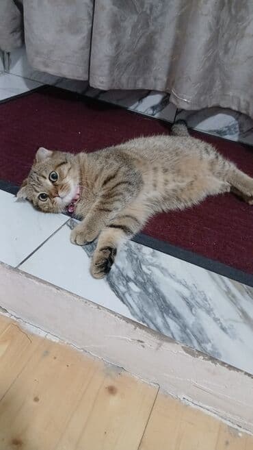 Ножи: Табби, В добрые руки — 4