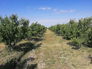 bakı tekstil fabriki: 44 sot, Kənd təsərrüfatı, Mülkiyyətçi, Kupça (Çıxarış) — 8