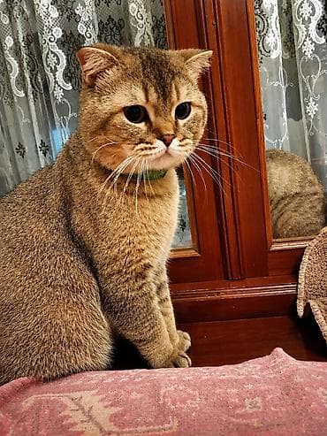 raqdol pişiyi: Qızıl şinşilla, Erkək, Cütləşmə üçün, Ünvandan götürmə — 1