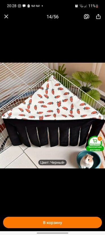 Gəmiricilər: Продаю двух морских свинок (пара) девочка и мальчик. Девочке-3,5 — 7