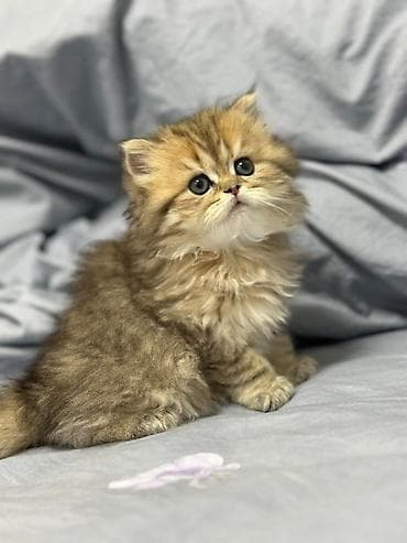 benqal pişik: Şirin, uzun tüklü balaca pişik balası - Cins: ehtimalən — 1