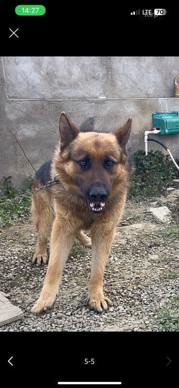 cane corso qiymeti: Alman çoban iti, 2 il, Erkek, Sənədli — 6