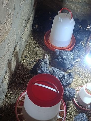 cucelerin satisi: Куриные цыплята, Для мяса — 2