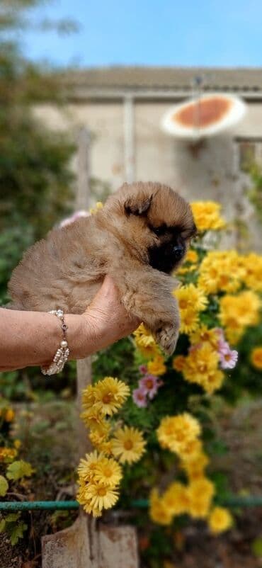 в добрые руки: Шпиц — 11