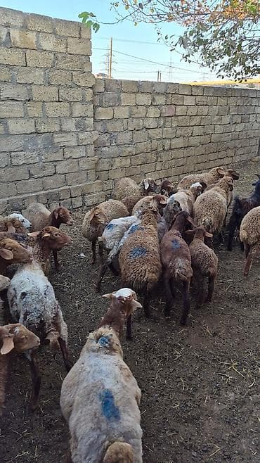 heyvan yemi: Qoyun sürüsü – ət və damazlıq üçün - Növ: yerli yağlı quyruq (qarışıq — 8