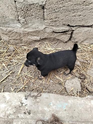 meydan iti satilir: Balaca it balaları cox balacadilar zvanok 3 dənə qalib 1 qara 2 — 1