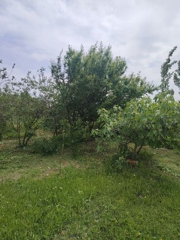 kirayə ev 3 otaq: Kürdəmir, 3000 kv. m, 2 otaqlı, Hovuzsuz, Qaz, İşıq, İnternet — 9