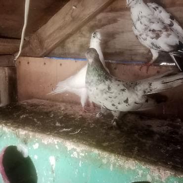 qəfəs quş: 1 eded ebrej maya bir eded qara boyun badam lele maya 2 si birlikde — 2