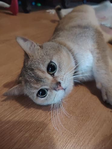 Qızıl şinşilla, Erkək, Cütləşmə üçün