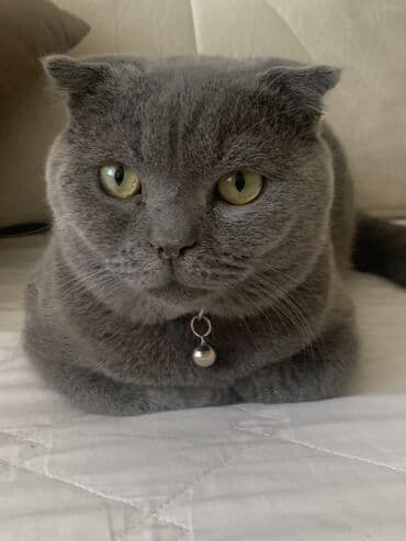 pişik cütleşdirmek: Şotland yastı qulaq, Erkək, Cütləşmə üçün — 1