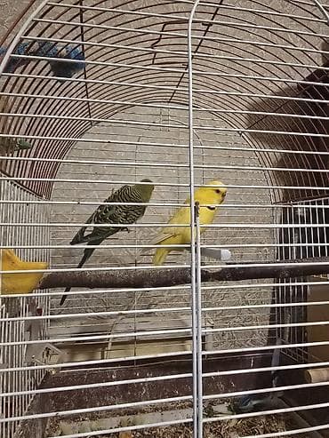 jako tutuqusu satilir: Bala vermeyen quwlardi, tecili satilir sari dișidi, qalanlar erkek — 1