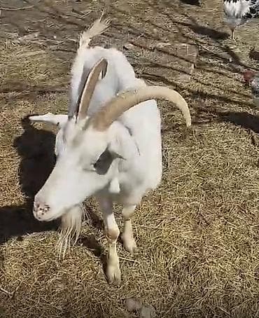 Sanen keçiləri satılır 5 ana 2 təkə 5 çəpiş 1 doğub bala atıb 1 də 3